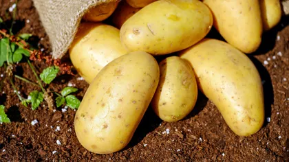 Cartofii româneşti, motiv de scandal între agricultorii din Polonia