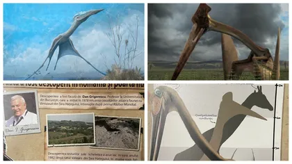 Cel mai mare dinozaur zburător din lume a fost descoperit în România, în Ţara Haţegului! Hatzegopteryx a trăit acum 70 de milioane de ani, avea aripi de 12 metri şi craniul de 3 metri! Cercetătorul care l-a descoperit încă trăieşte