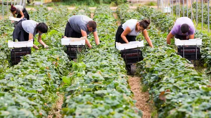 Muncitori români exploatați în Suedia pe câmpurile agricole: „Ne este prea frică să facem plângeri”
