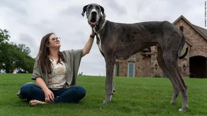 Zeus, din rasa Dog German, a intrat în Cartea Recordurilor. Are doar doi ani și e cel mai înalt câine din lume. Iată ce mănâncă într-o zi obișnuită