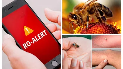 Mesaj Ro Alert: Pericol de înţepături de albine