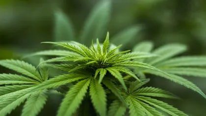 Legalizarea cannabisului, susţinută în Ucraina. Ministrul Sănătăţii: 