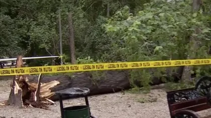 Clipe de groază în Parcul Cişmigiu. Un copac înalt de peste 10 metri a căzut peste un loc de joacă. 