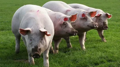 ANSVSA a anunţat toate primăriile că devine interzisă prin lege creşterea porcilor la stâne şi ferme vegetale