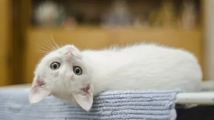Ce înțeleg, de fapt, pisicile atunci când aud „zât”. Motivul din cauza căruia o iau la fugă