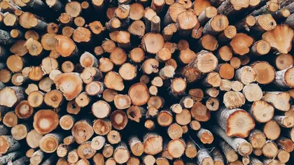 Creştere spectaculoasă a preţului lemnului procesat. România, în topul primelor 20 de ţări din lume la importul de buşteni