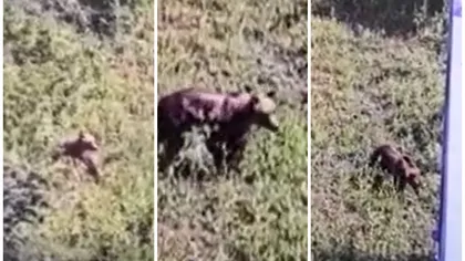Un urs umblă liber în apropierea Capitalei. Autorităţile nu pot lua măsuri atât timp cât animalul nu pune în pericol viaţa oamenilor