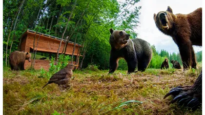 Drumeţie cu peripeţii pentru doi turişti, în zona Lacului Roşu: au dat nas în nas cu o ursoaică însoţită de doi pui