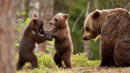 Mesaj RO-Alert în Băile Tuşnad, unde a fost semnalată prezenţa unei ursoaice cu trei pui