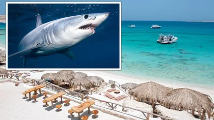 Turiştii din Egipt nu au voie parfumaţi în apă pentru a nu atrage rechinii. Minisubmarine verifică dacă sunt rechini lângă plaje