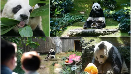 Cel mai bătrân mascul panda din lume aflat în captivitate a murit la vârsta de 35 de ani, echivalentul a 105 ani pentru oameni