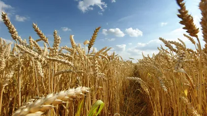 Europa se pregăteşte de foamete. O ţară din UE a anunţat că va cumpăra tot grâul produs de agricultorii săi pentru rezervele de stat