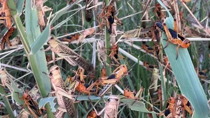 Invazie de lăcuste în Tulcea după seceta extremă. Sute de hectare de porumb, devorate de insecte. 