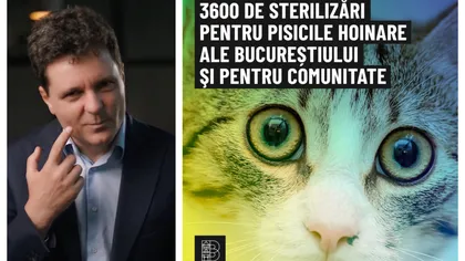 Nicuşor Dan, 500.000 de lei pentru sterilizarea pisicilor hoinare din Capitală