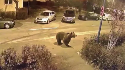 FOTO: Pericol în toiul nopții, în Cluj! Un urs imens a ieșit din pădure, la plimbare: „Nu vă fotografiați cu el!