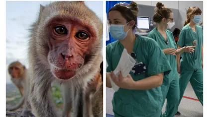 OMS, reuniune de urgenţă pe tema variolei maimuţei. Peste 10.000 de cazuri înregistrate la nivel mondial