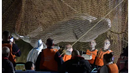 Balena Beluga blocată pe Sena a murit. A fost eutanasiată în timp ce era transportată spre ocean