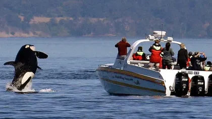 VIDEO Balenele ucigașe au devenit din nou violente: atacă nave, au mâncat cârma unui iaht