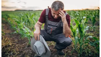 Fermieri aduşi în pragul disperării din cauza secetei. Unul dintre cei mai mari afaceriști din Moldova a vrut să se sinucidă