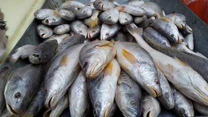 Tone de peşte în care s-au depistat metale grele, retrase de la comercializare. Ce au descoperit inspectorii ANPC