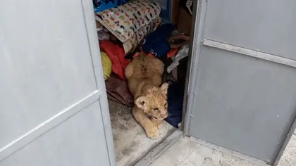Pui de leu ținut ca animal de companie într-o gospodărie din Suceava. Autoritățile au fost sesizate, ce s-a întâmplat cu animalul sălbatic