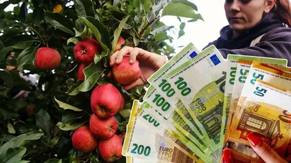 Angajări în Germania. Ce salariu câștigă un român plecat la cules de mere. Se oferă cazare şi masă gratuite