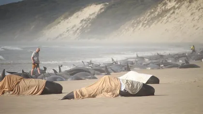 Misterul a sute de balene pe cale de dispariţie. Au eşuat inexplicabil pe ţărm, mai mult de jumătate dintre ele au murit VIDEO
