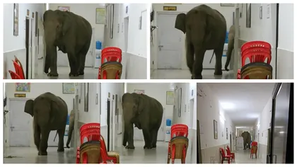 Imaginile virale care au amuzat internetul! Trei elefanți se plimbă nestingheriți prin spital. 