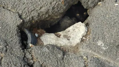 O pisică asfaltată sub trotuarul de pe Podul Izvor a fost salvată după o intervenţie de câteva ore GALERIE FOTO