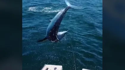 O echipă de pescari de captură mare s-a trezit cu un rechin în barcă. Unul dintre bărbaţi a fost lovit VIDEO