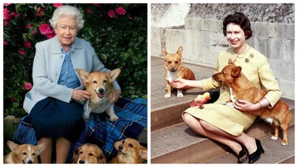 Cățeii corgi ai reginei Elisabeta a II-a vor avea un nou stăpân. Cine va avea grijă de animalele preferate ale regretatei suverane