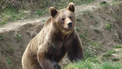 Ministrul Tanczos Barna susţine că s-a dublat numărul de judeţe cu probleme legate de atacuri de urs în ultimii cinci ani
