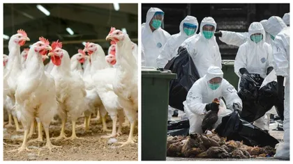 A apărut un caz rar de gripă aviară transmisă la om în Spania. Persoana infectată a fost asimptomatică
