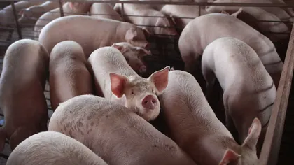 Suspiciune de pestă porcină africană la o fermă de lângă Timișoara. 39.000 de porci ar putea fi uciși