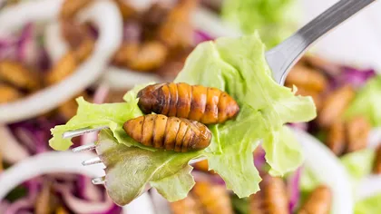 450 de milioane de euro pentru a produce mâncare din insecte. „Este o nouă posibilitate, o șansă pentru Europa, fără să fie obligatorie, bineînțeles”