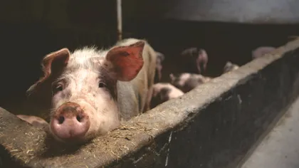 Fermier austriac condamnat că a sacrificat porci de Crăciun pentru români. Ce riscă bărbatul