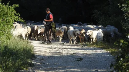 Italienii, trişti după dispariţia ciobanului Nicolae: 