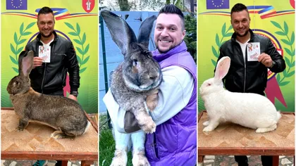 Povestea tânărului din Banat care crește iepuri gigantici: 