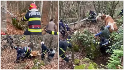 O echipă de pompieri a avut nevoie de cinci ore pentru a salva o vacă care a căzut într-o prăpastie din județul Hunedoara