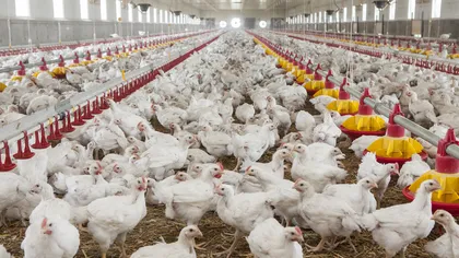 Franța se confruntă cu un focar de gripă aviară. Țara este în stare de alertă
