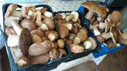 Cât câștigă lunar un român culegător de ciuperci în Australia. Suma nu este deloc una mică