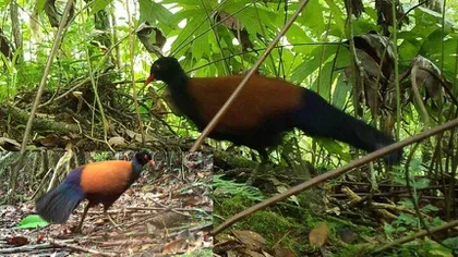 Porumbelul-fazan cu ceafa neagră, pasărea despre care se credea că a dispărut în urmă cu 140 de ani, a fost redescoperită într-o pădure din Papua Noua Guinee