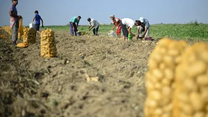 Noi ajutoare de până la 250.000 euro pentru fermierii români