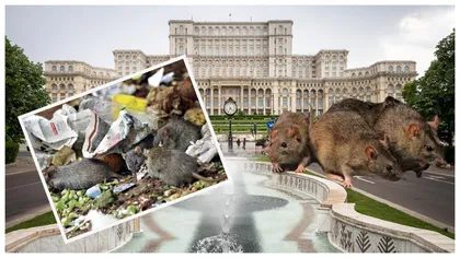 Bucureștiul s-a transformat în capitala șobolanilor. Gara de Nord și parcurile centrale colcăie de rozătoare