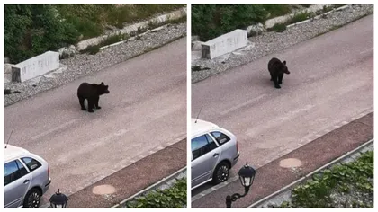 Panică în Predeal! Un urs a fost filmat în apropierea unui loc de joacă plin cu copii