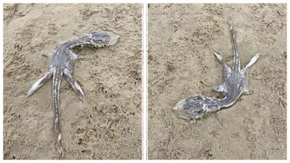 Imagini uluitoare cu o creatură neobișnuită pe plajă. Oamenii au crezut că este vorba despre un pui de dinozaur