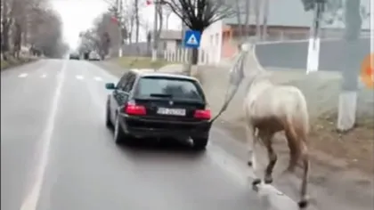 Cal plimbat legat de BMW pe un drum din Botoșani VIDEO
