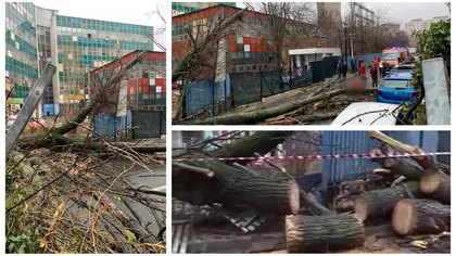 Copaci prăbușiți pe Șoseaua de Centură și în București. Două femei și un copil au fost loviți de arbori. Mai multe mașini avariate