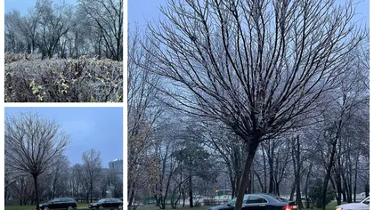 Copaci înghețați și inundații în București și Ilfov. Noi alerte de ploi și depuneri de polei