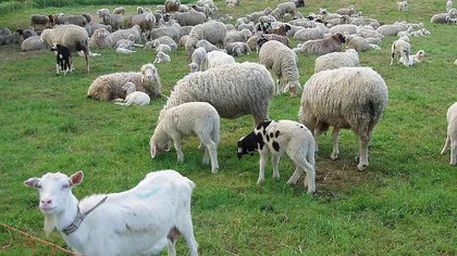 Câți bani pot obține crescătorii de ovine și caprine. Ministerul Agriculturii a anunțat cuantumul ajutoarelor pentru fermieri